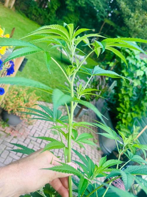 YOLO’ing Carribean Queen. Week 10 - Short/late/outdoor