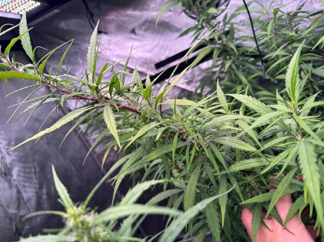 YOLO’ing Carribean Queen. Week 12
