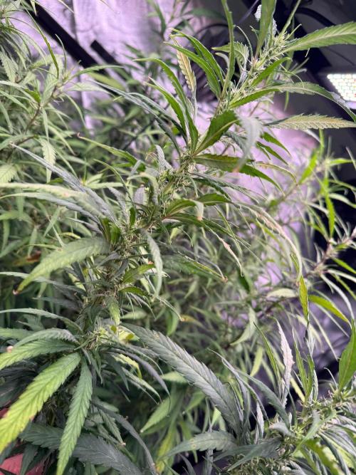 YOLO’ing Carribean Queen. Week 12