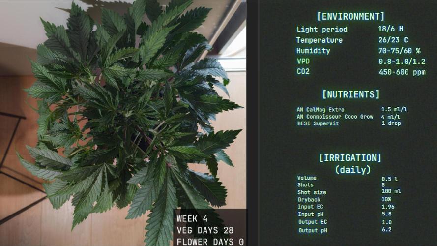 Solfire Gardens - Trich Beast. Week 4