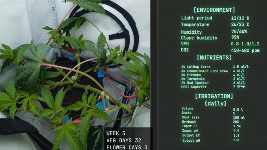 Solfire Gardens - Trich Beast. Week 5