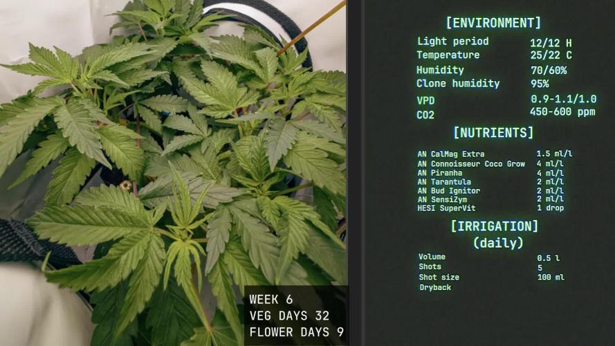 Solfire Gardens - Trich Beast