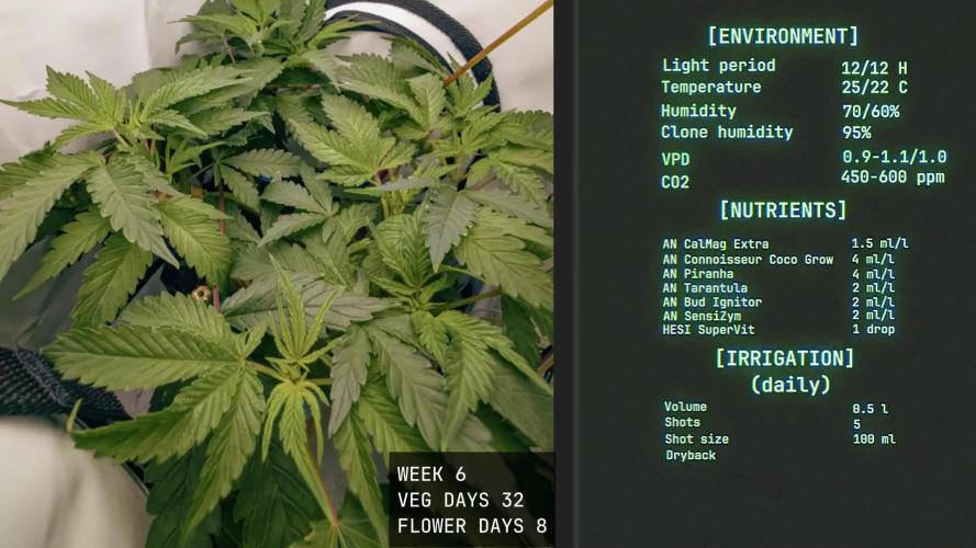 Solfire Gardens - Trich Beast