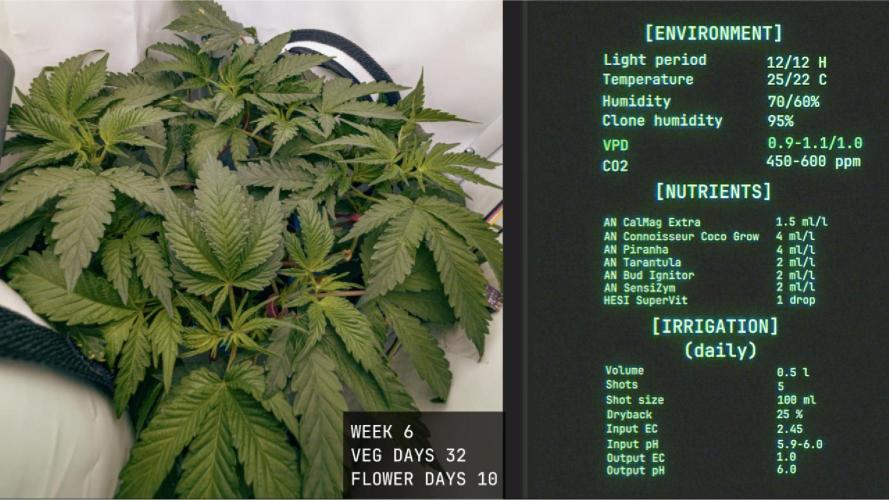 Solfire Gardens - Trich Beast. Week 6