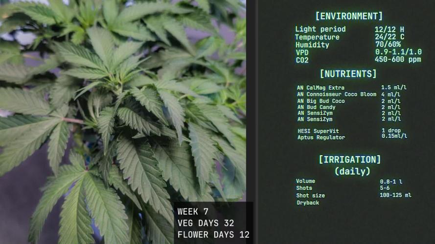 Solfire Gardens - Trich Beast