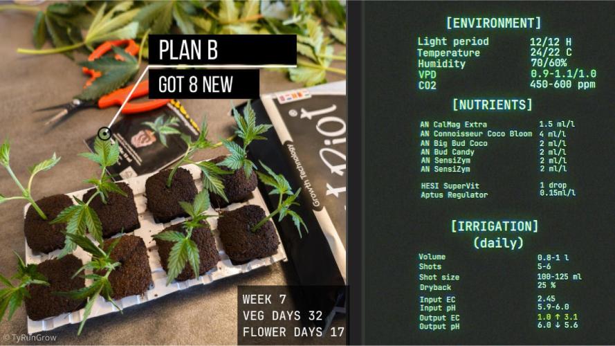 Solfire Gardens - Trich Beast. Week 7