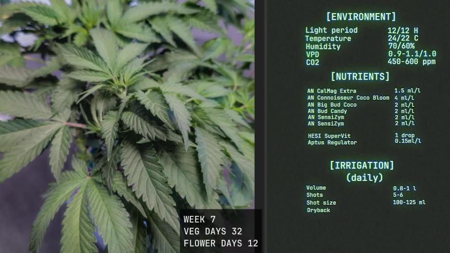 Solfire Gardens - Trich Beast