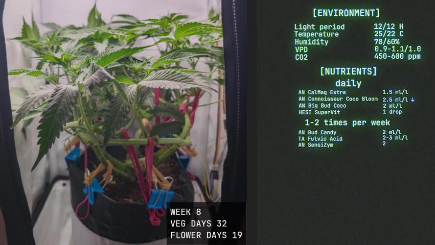 Solfire Gardens - Trich Beast