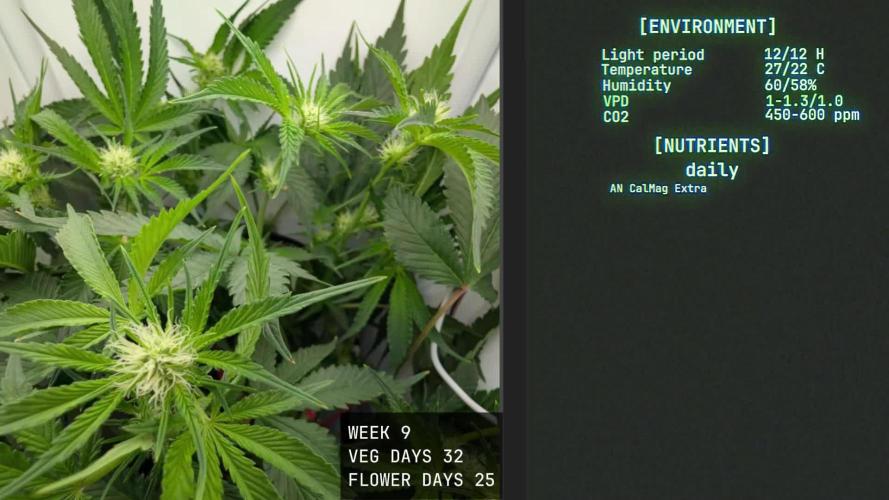 Solfire Gardens - Trich Beast