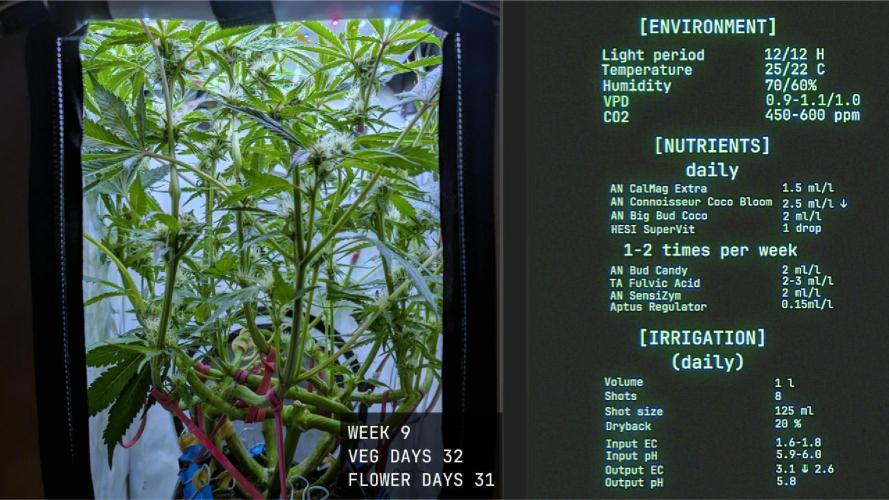 Solfire Gardens - Trich Beast. Week 9