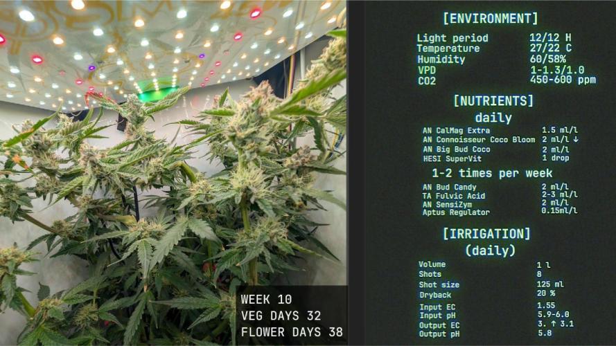 Solfire Gardens - Trich Beast. Week 10