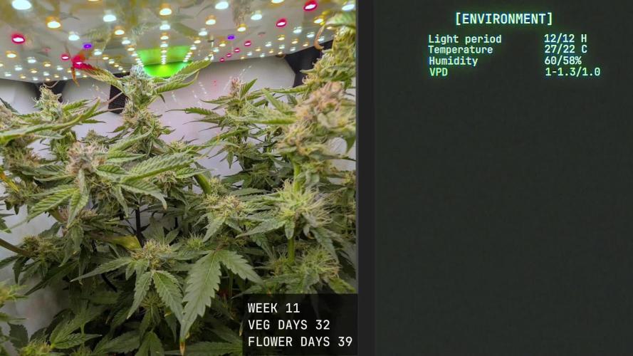 Solfire Gardens - Trich Beast