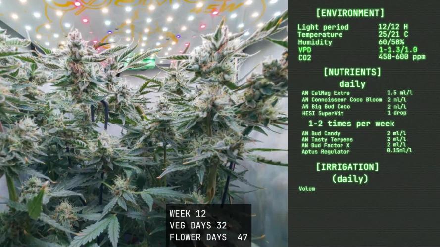 Solfire Gardens - Trich Beast