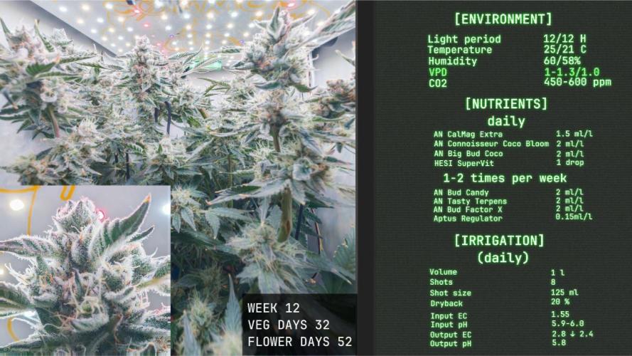 Solfire Gardens - Trich Beast. Week 12