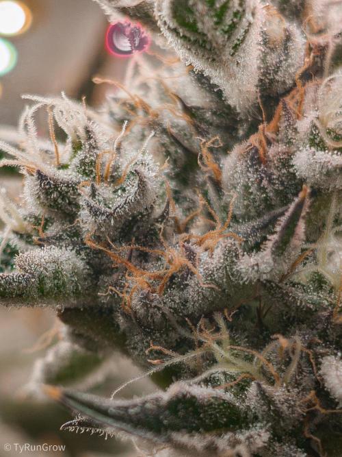 Solfire Gardens - Trich Beast. Week 12