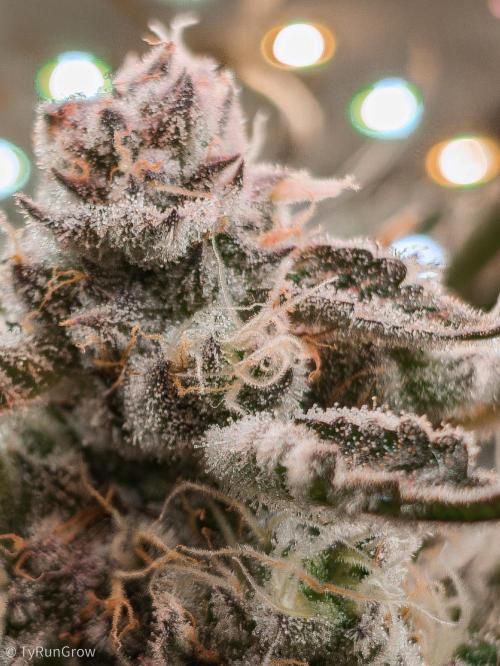 Solfire Gardens - Trich Beast. Week 12