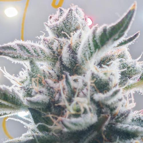 Solfire Gardens - Trich Beast. Week 12