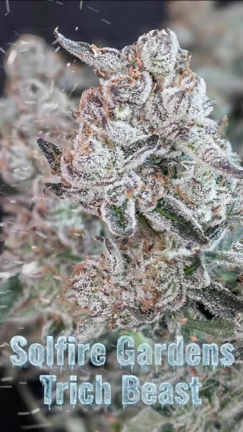 Solfire Gardens - Trich Beast