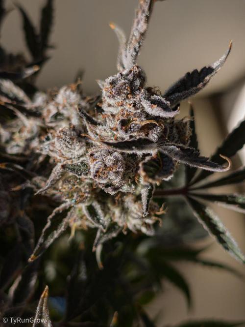 Solfire Gardens - Trich Beast. Week 12