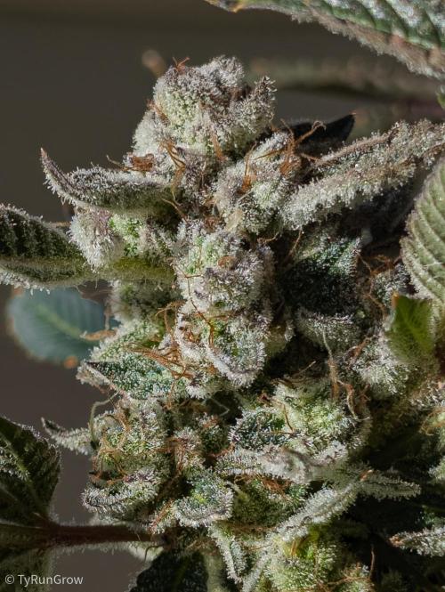 Solfire Gardens - Trich Beast. Week 12