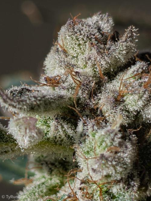 Solfire Gardens - Trich Beast. Week 12