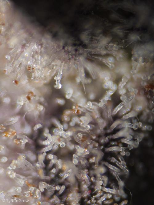 Solfire Gardens - Trich Beast. Week 12