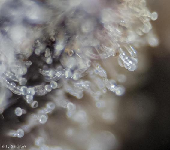 Solfire Gardens - Trich Beast. Week 12