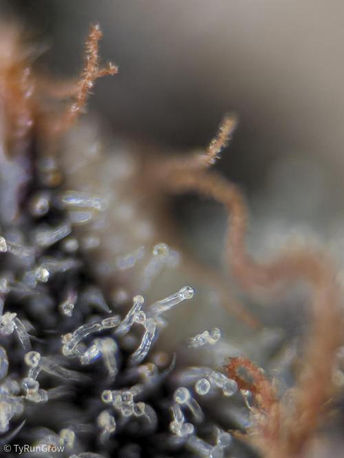 Solfire Gardens - Trich Beast. Week 12