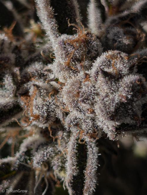 Solfire Gardens - Trich Beast. Week 12