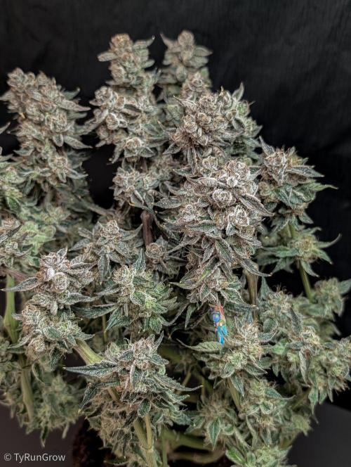 Solfire Gardens - Trich Beast. Week 12