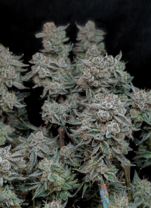 Solfire Gardens - Trich Beast. Week 12