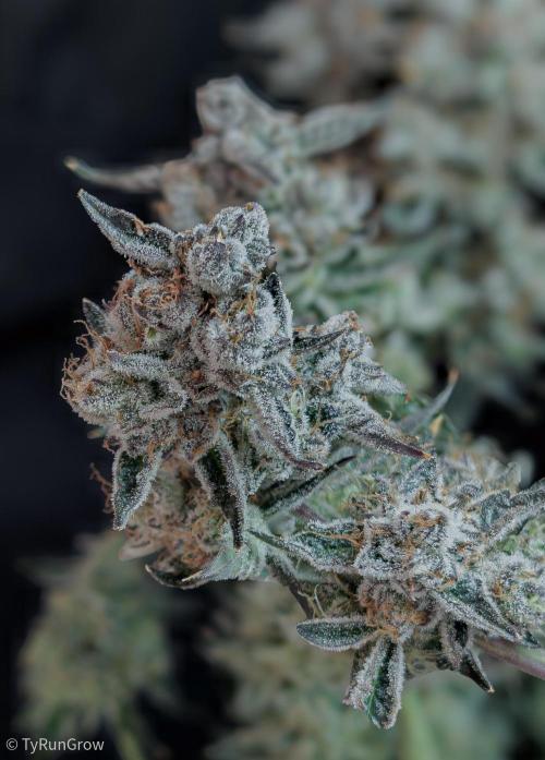 Solfire Gardens - Trich Beast. Week 12