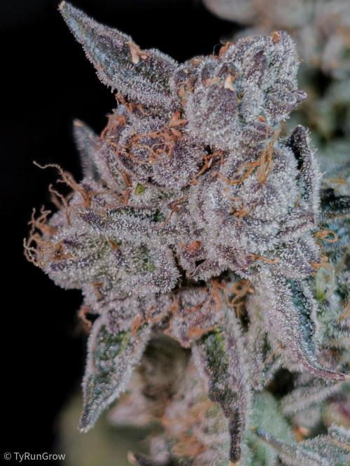 Solfire Gardens - Trich Beast. Week 12