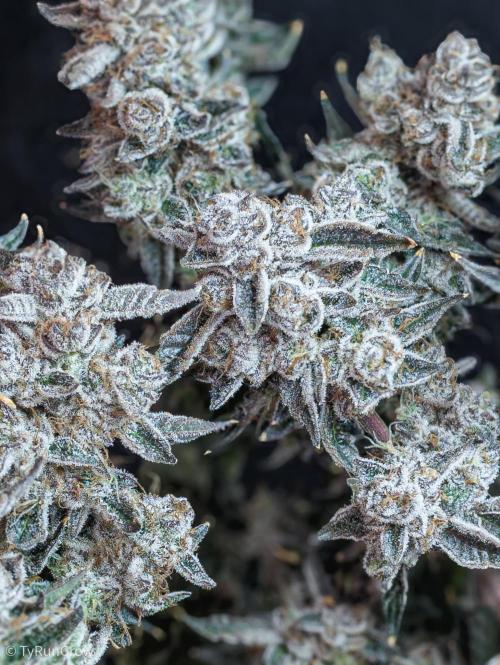 Solfire Gardens - Trich Beast. Week 12