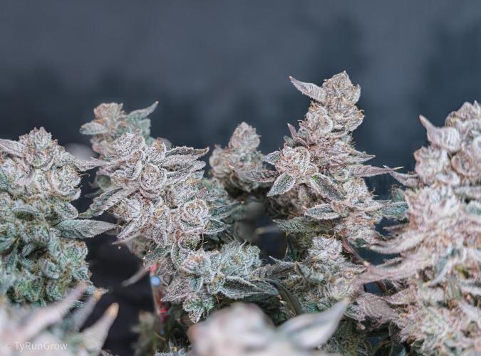 Solfire Gardens - Trich Beast. Week 12