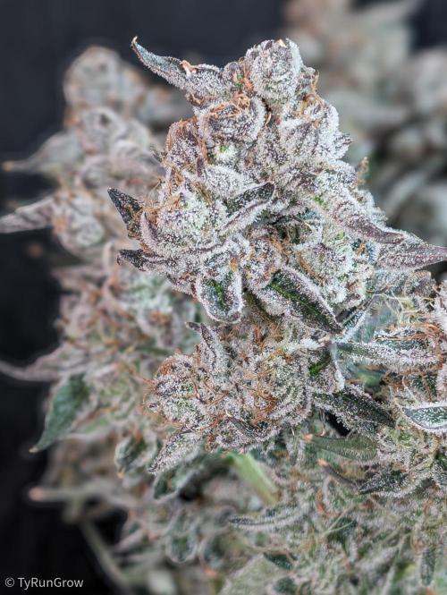 Solfire Gardens - Trich Beast. Week 12