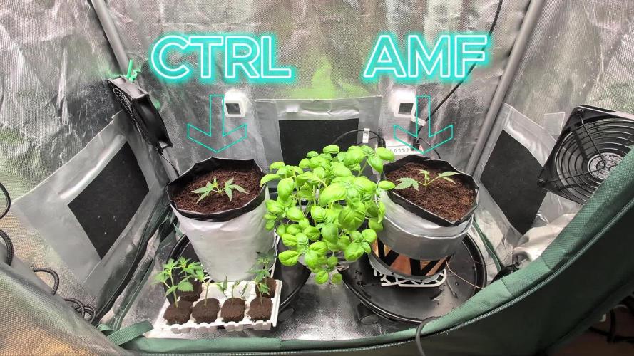 Trich beast clones experiment