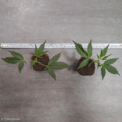 Trich beast clones experiment. Week 1