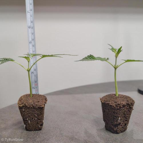 Trich beast clones experiment. Week 1