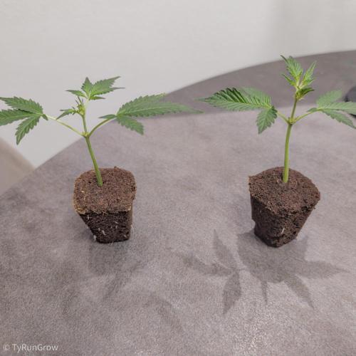 Trich beast clones experiment. Week 1