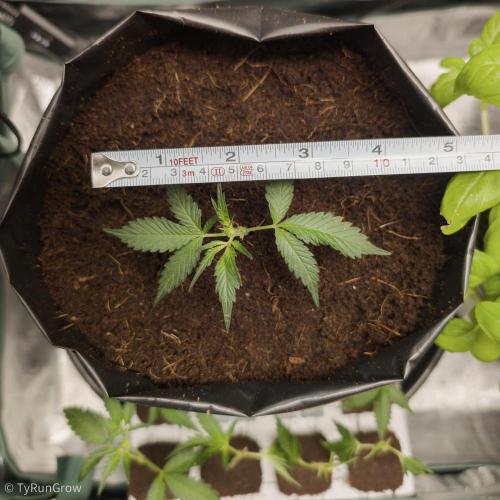 Trich beast clones experiment. Week 1