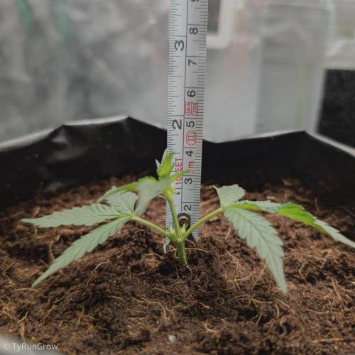 Trich beast clones experiment. Week 1