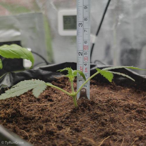 Trich beast clones experiment. Week 1