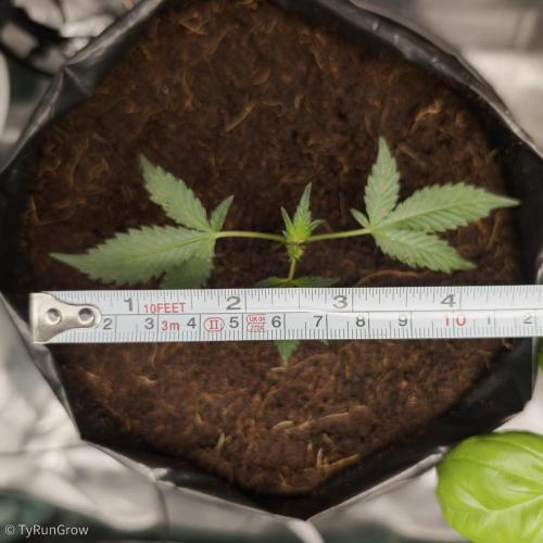 Trich beast clones experiment. Week 1