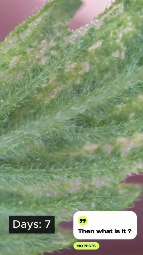 Trich beast clones experiment