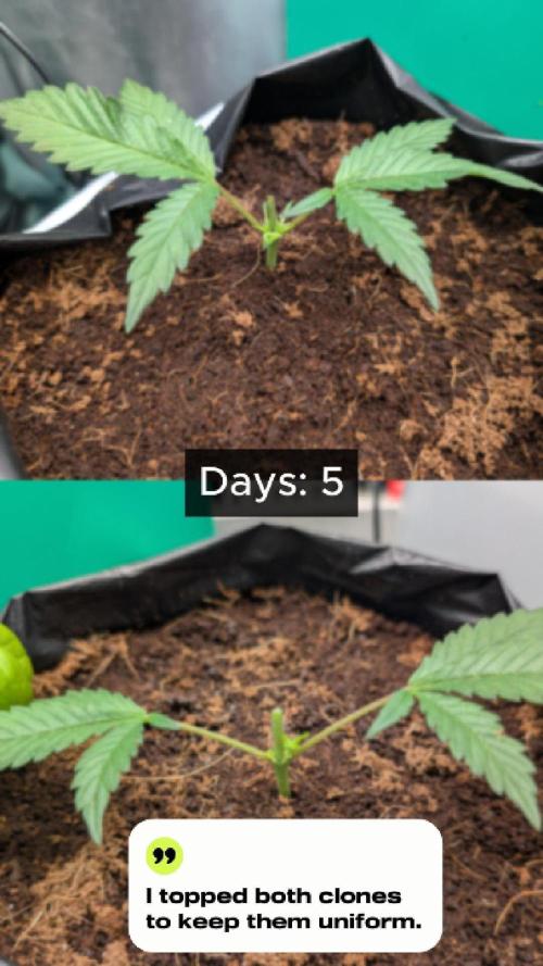 Trich beast clones experiment. Week 2