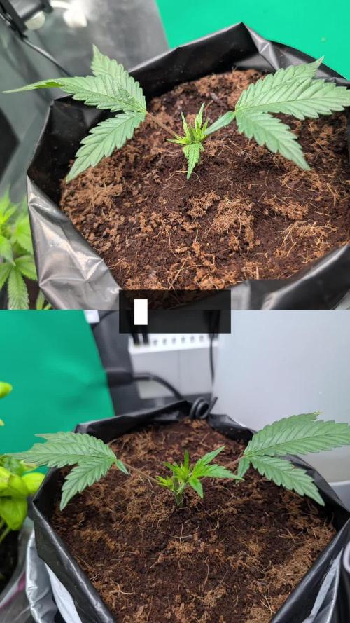 Trich beast clones experiment