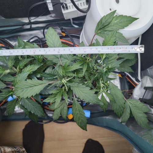 Trich beast clones experiment. Week 4