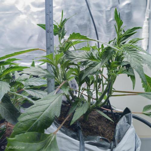 Trich beast clones experiment. Week 4