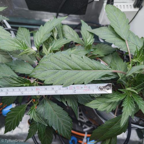 Trich beast clones experiment. Week 4